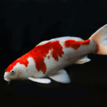 Hobi Memelihara Ikan Hias untuk Pensiunan di Rumah lagioke.net