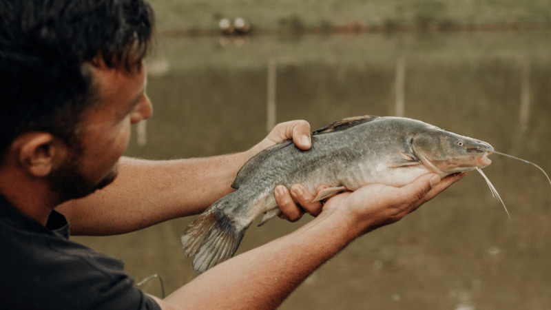 Perbandingan Ternak Lele Bioflok vs Kolam Tanah Mana yang Lebih Untung untuk Pensiunan lagioke.net