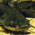 Ternak Lele Bioflok di Pekarangan Rumah Cuan Stabil untuk Pensiunan lagioke.net