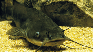 Ternak Lele Bioflok di Pekarangan Rumah Cuan Stabil untuk Pensiunan lagioke.net